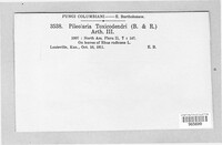 Pileolaria toxicodendri image